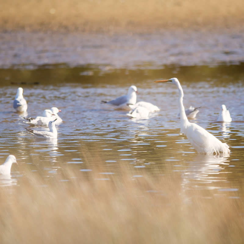Birds on the water, Bruny Island. Image: Tourism Tasmania / Rob Burnett.