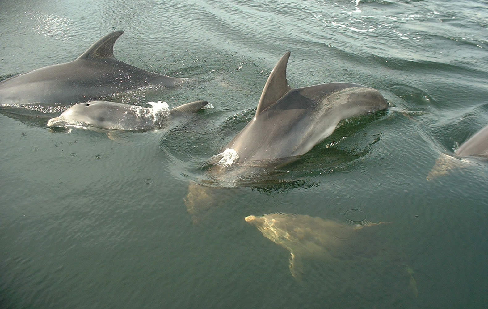 Dolphins at the Hobart docks. Photo: Graeme Paine, DPIPWE.