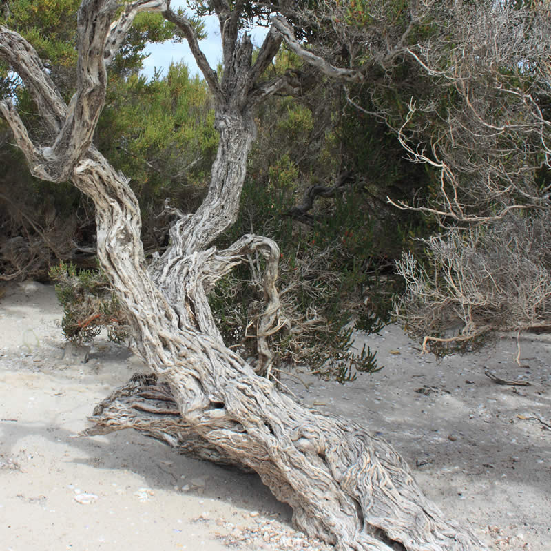 Gnarly tecticornia trunk. Image: Derwent Estuary Program.