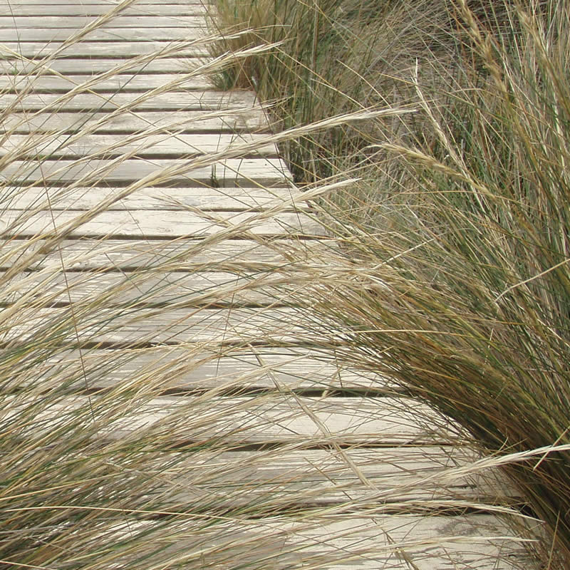 Juncus along pathway, Windermere. Image: Derwent Estuary Program.