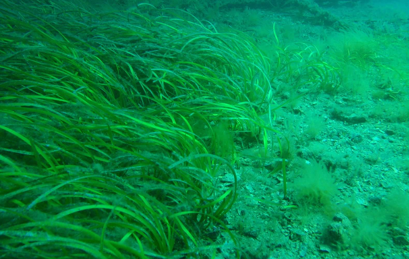 Seagrass. Photo: Peter Southwood.