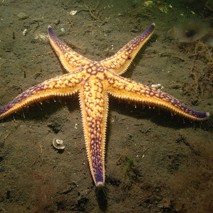 A North Pacific sea-star that is orange and brown sits on the bottom of a muddy seafloor  (Image: Neville Barrett)