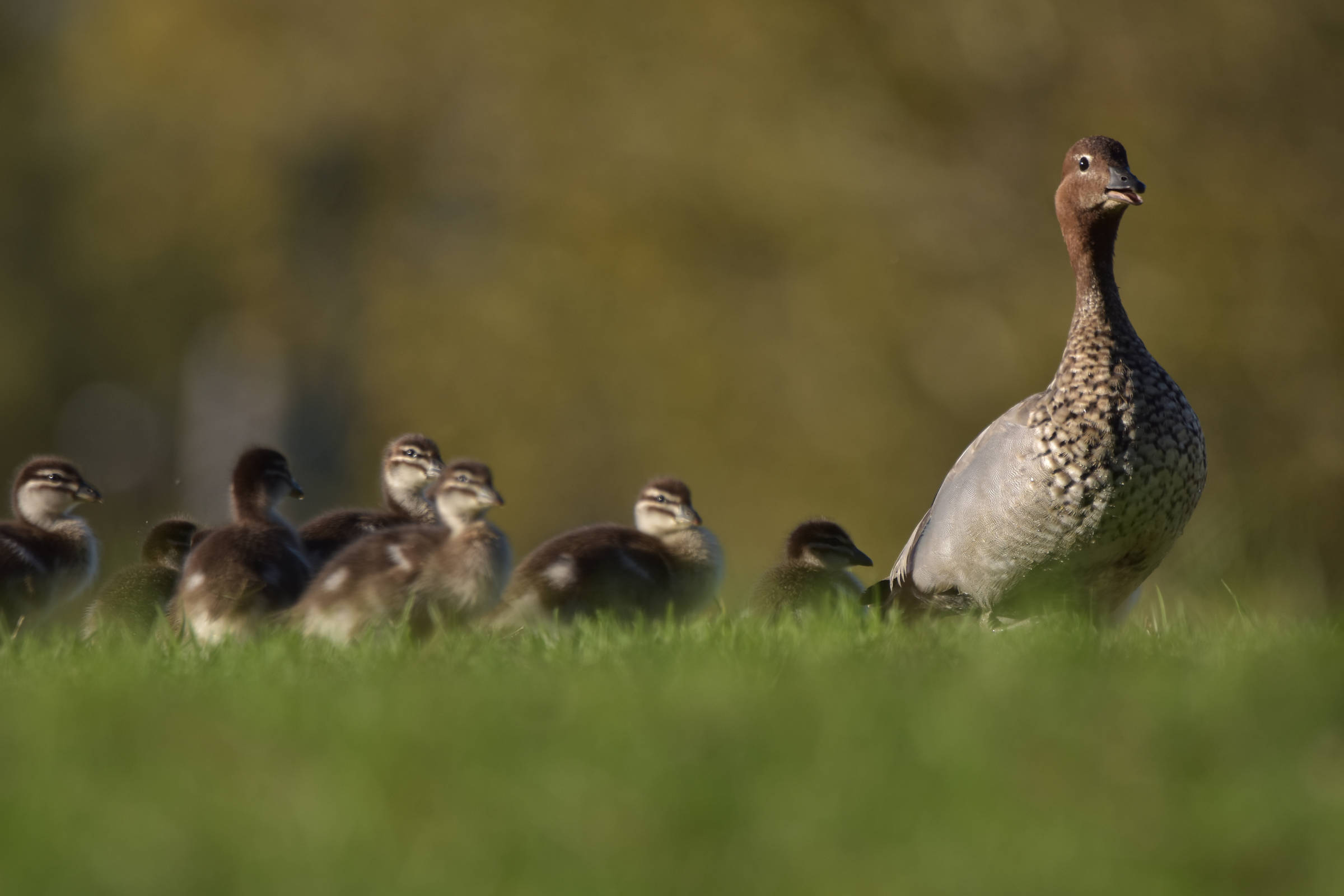 Australian Wood Duck family Photo: Luke Holmes.