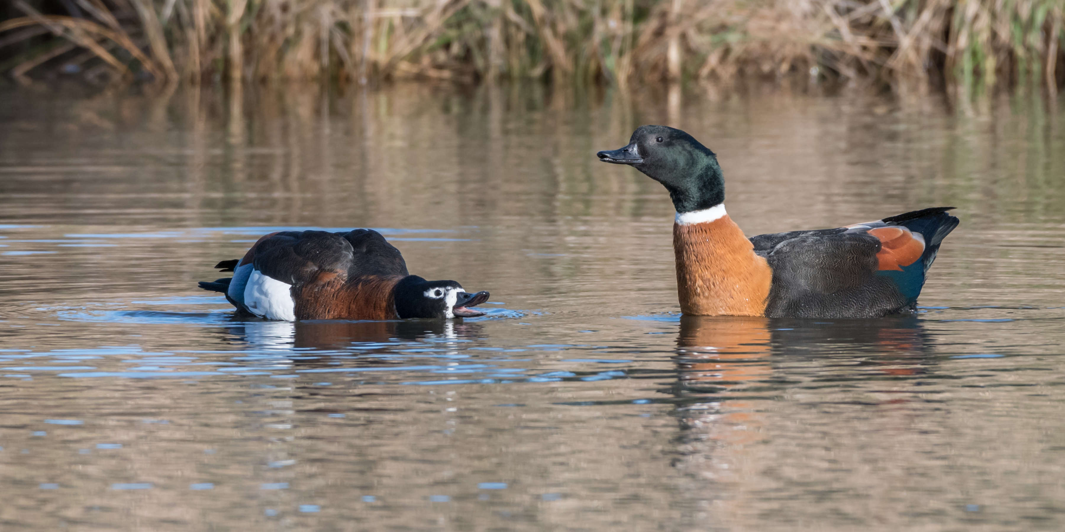 Ducks native & introduced Derwent Estuary Program