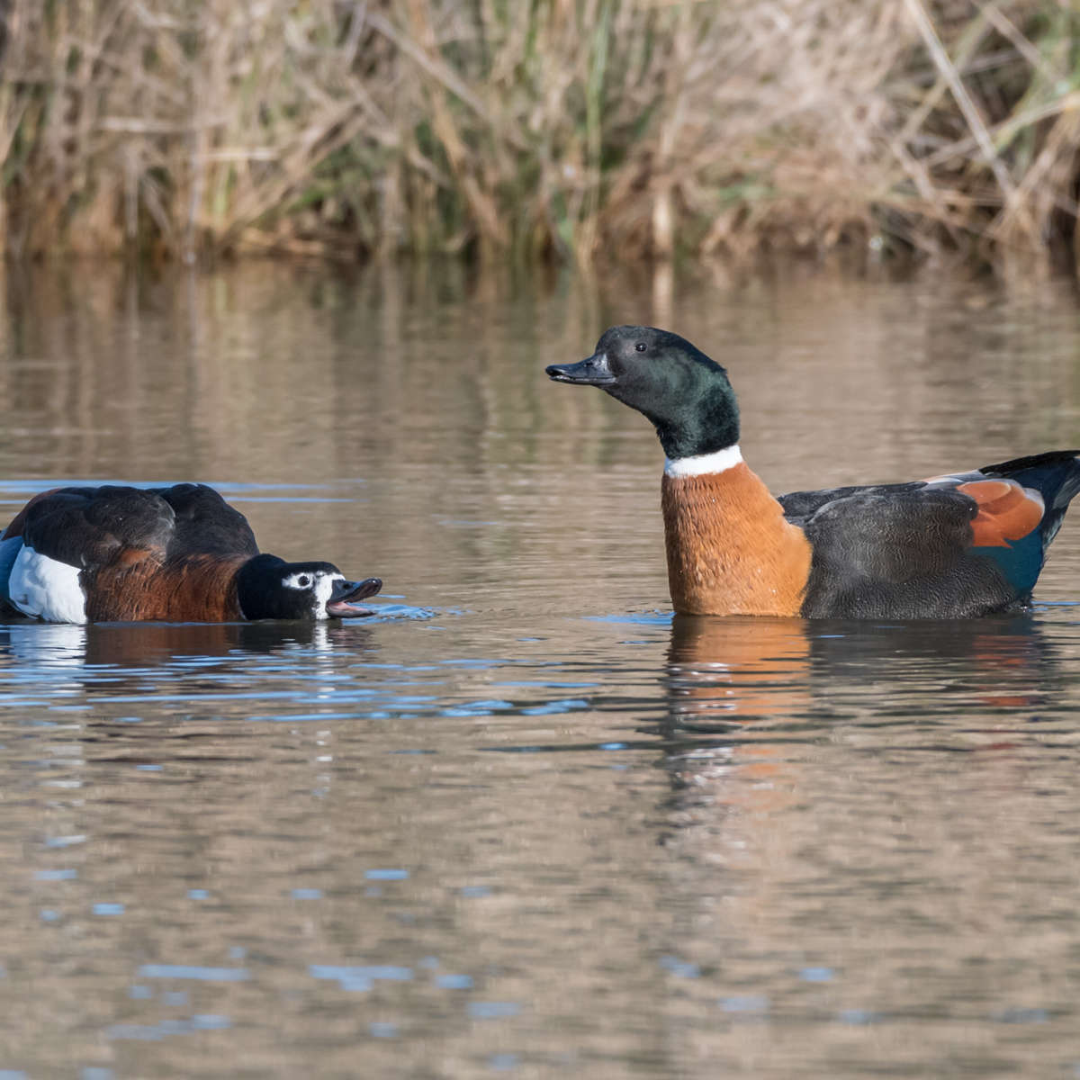 Australian shelduck pair. Image: Helen Cunningham.