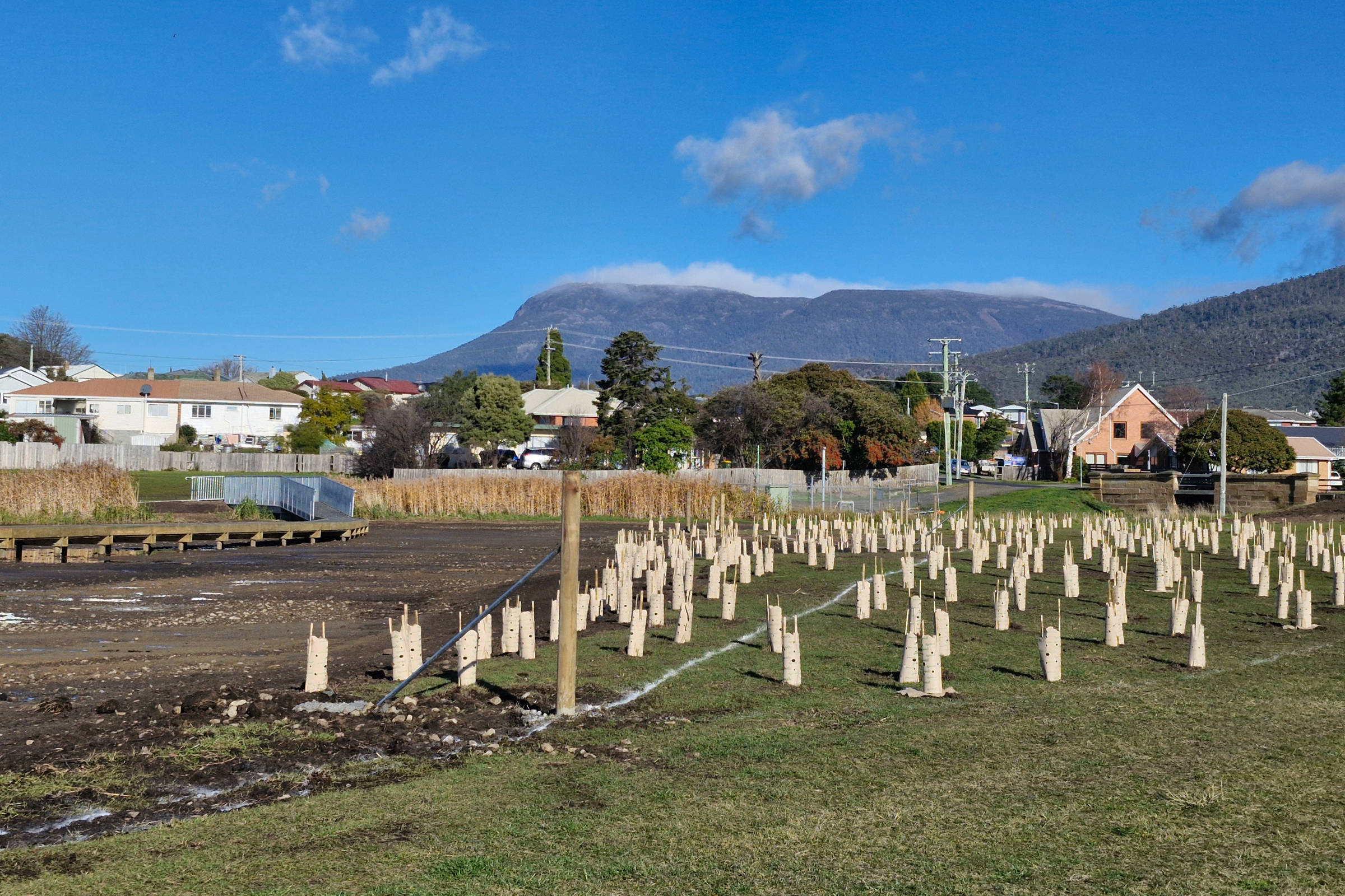 Newly planted trees acting as a natural buffer next to the Windermere Bay Saltmarsh. Photo: Derwent Estuary Program.