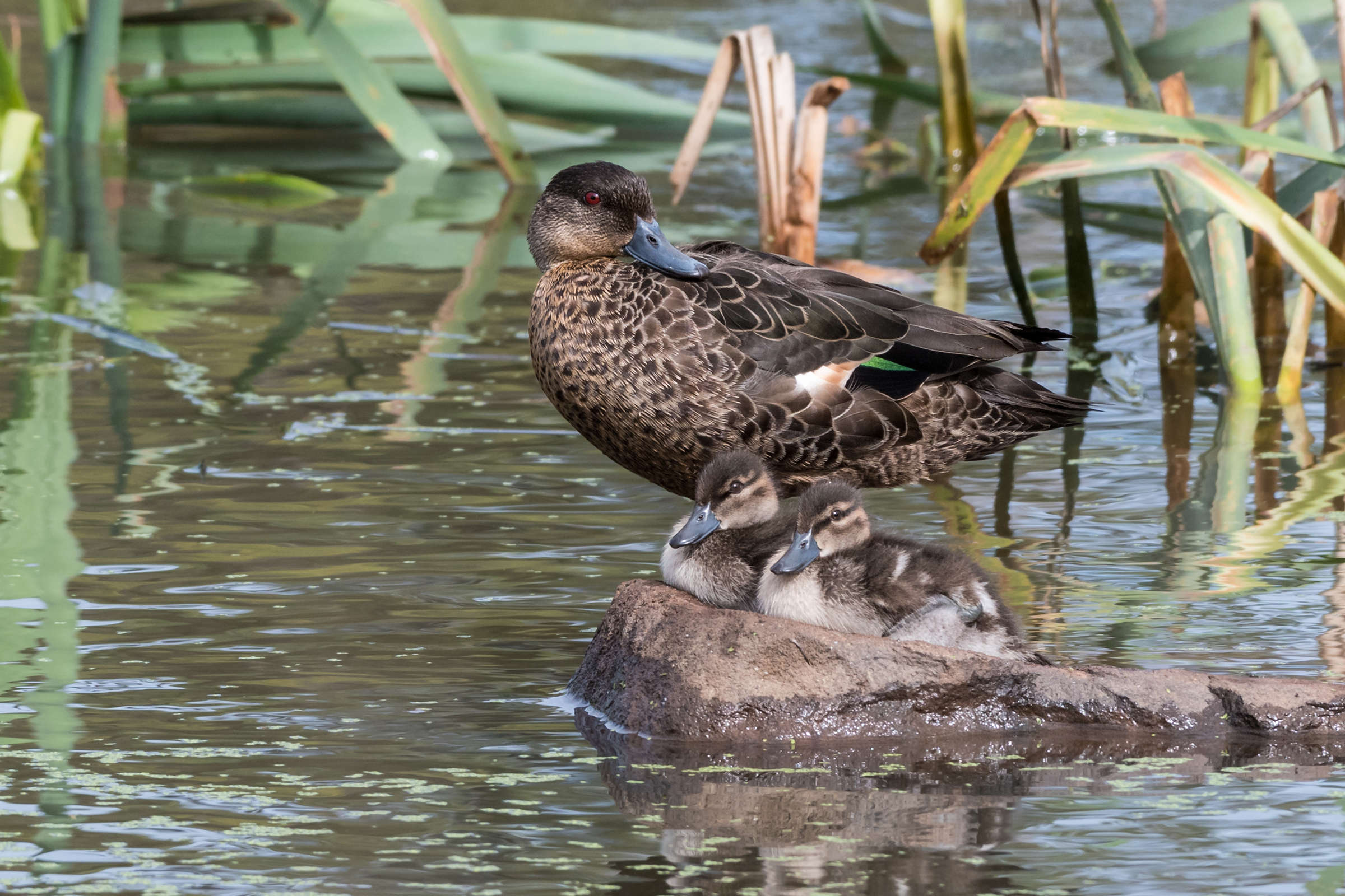 Chestnut Teal with ducklings. Photo: Helen Cunningham.