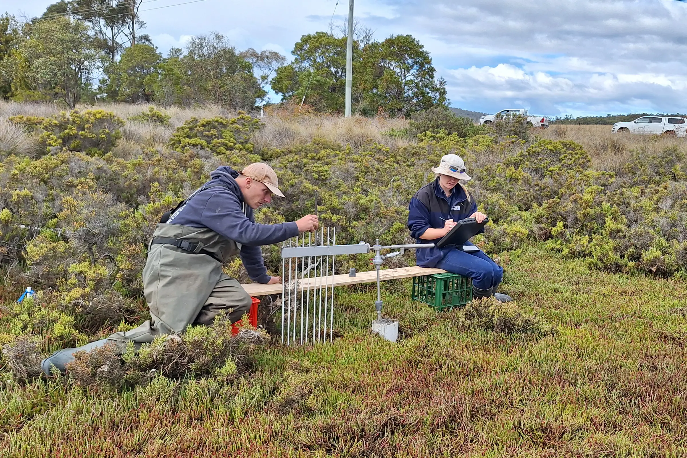 DEP and NRM South staff measuring ground level using RSET device. Photo: Derwent Estuary Program.