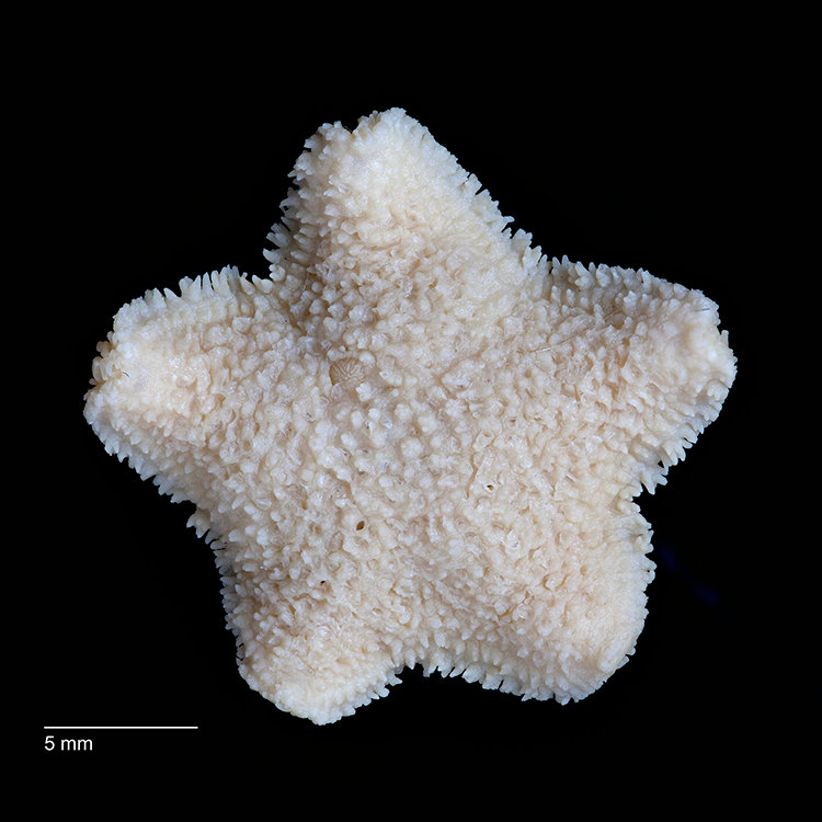 Derwent River Seastar. The specimen pictured was found near Powder Jetty in Hobart in 1969.