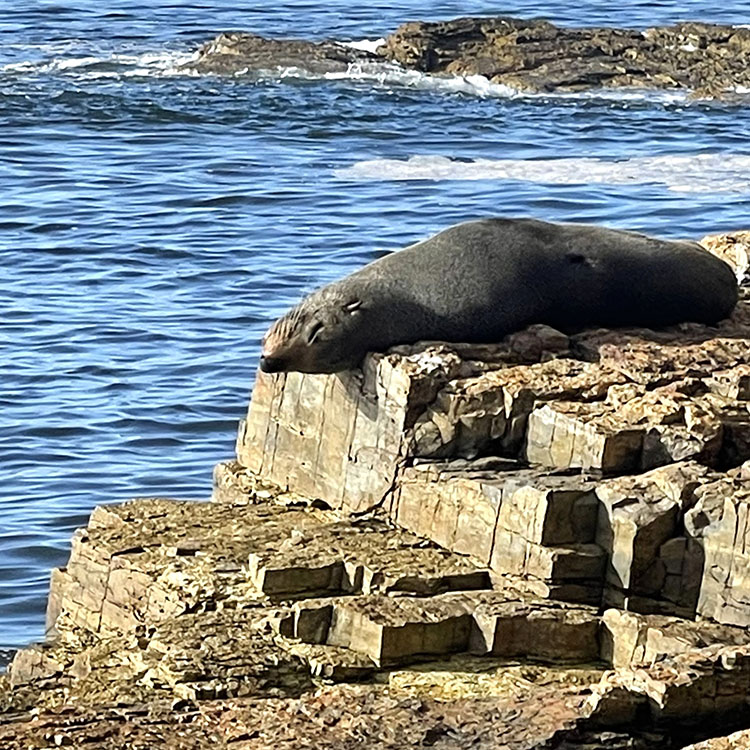 A seal lies on rocks wiith ocean in the background and an island in the far background