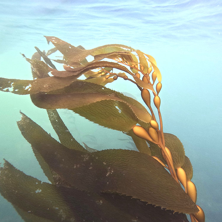 A light brown kelp image taken slightly below shows tendrils drifting in water (Image: Giant kelp at Taroona, Amy Cantrill, 2025)