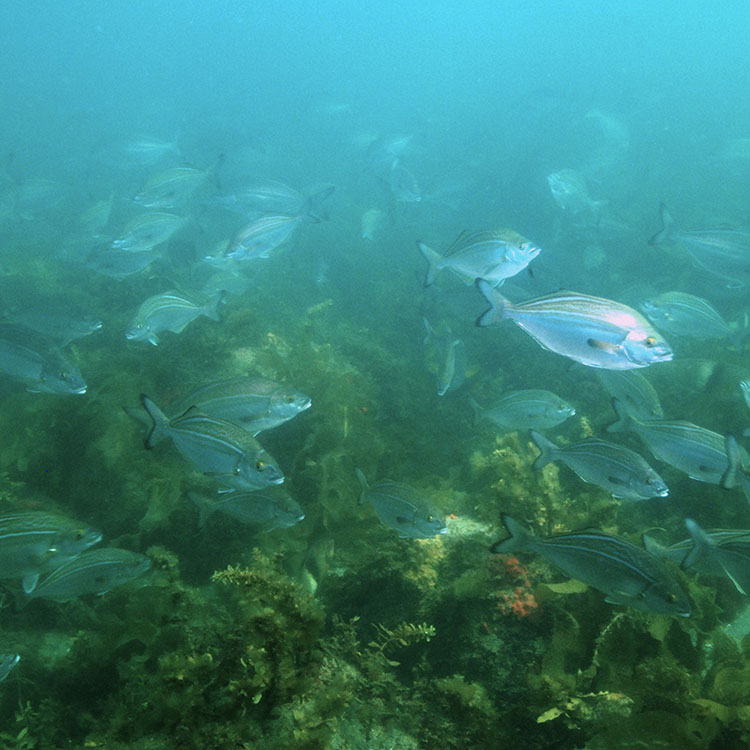 A school of fish under blue water above a coral-looking sea floor