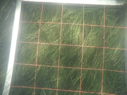 DEP seagrass monitoring photoquadrat