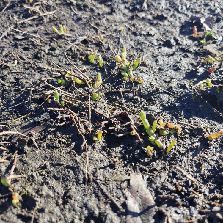 Saltmarsh samphire resprouting in the restoration area after stage 1 scraping Photo: Derwent Estuary Program.