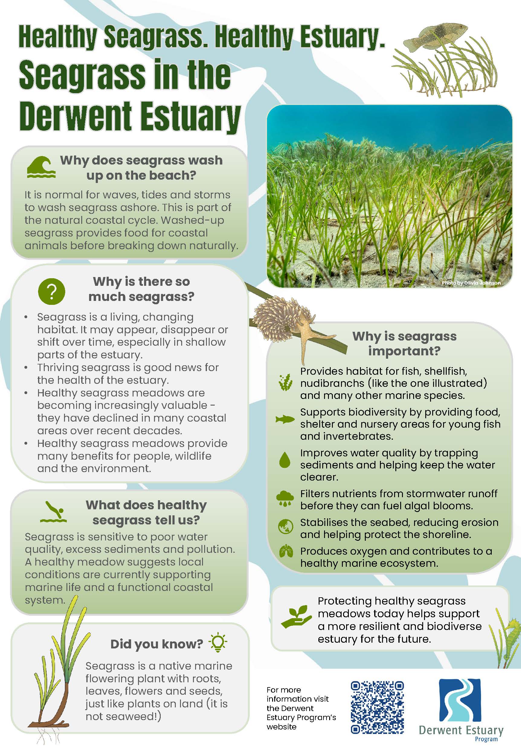 DEP Seagrass FAQs