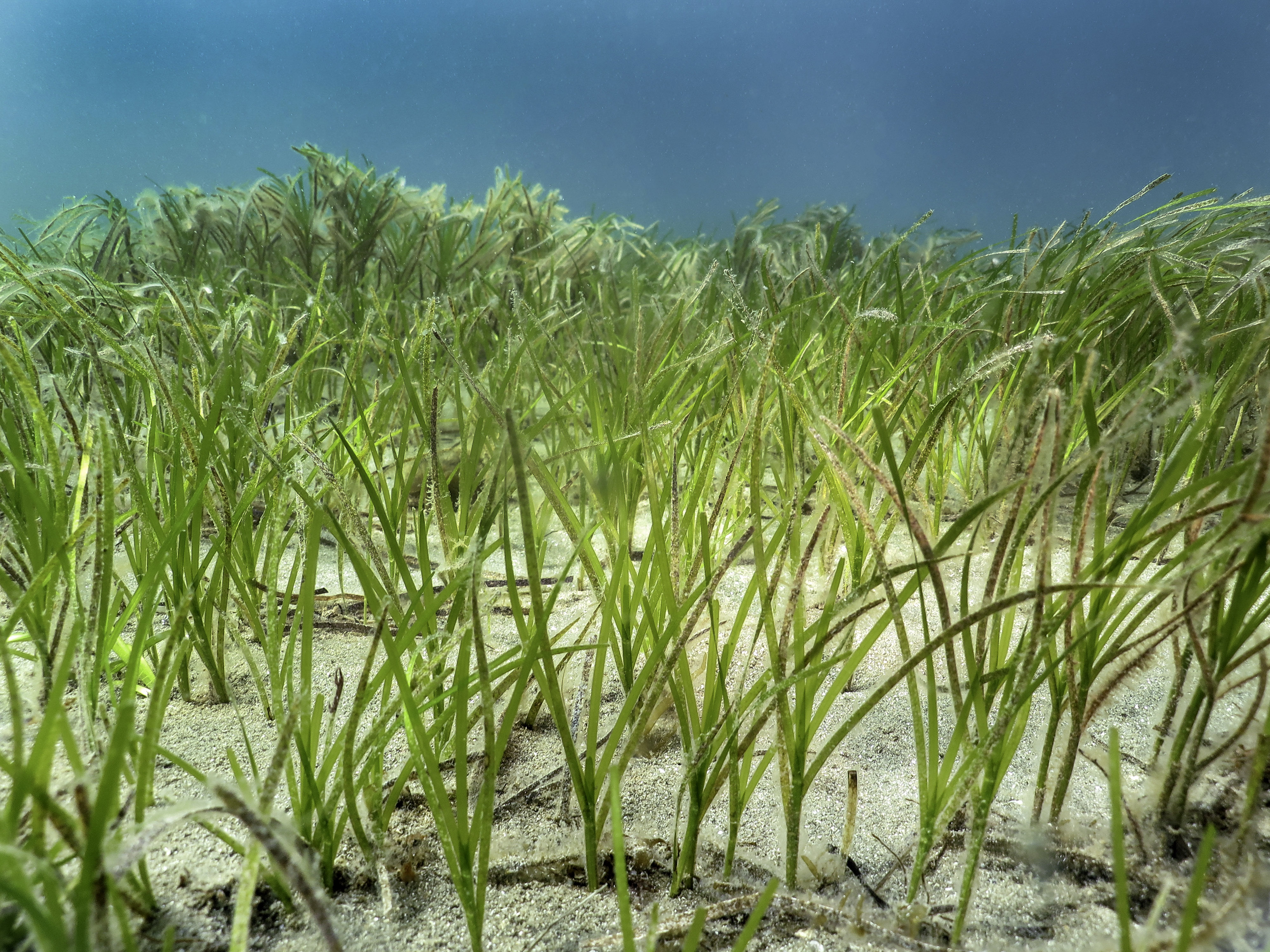 Seagrass meadow (Zostera tasmanica) by Olivia Johnson
