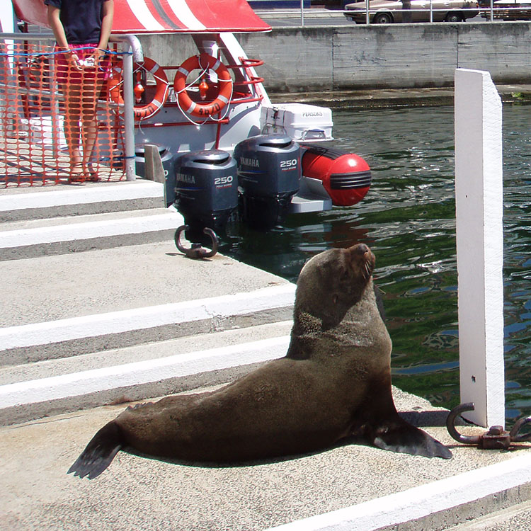 A seal sits on steps on a dock appearing to sun itself
