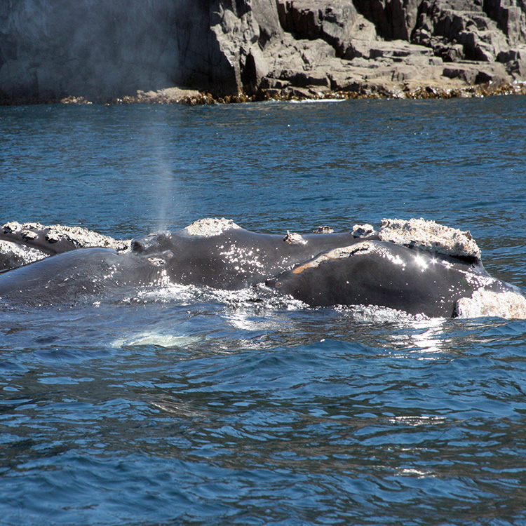 A southern right whales taken in the Tasman Peninsula one blowing air and water out of its blowhole (Image: DPIPWE)