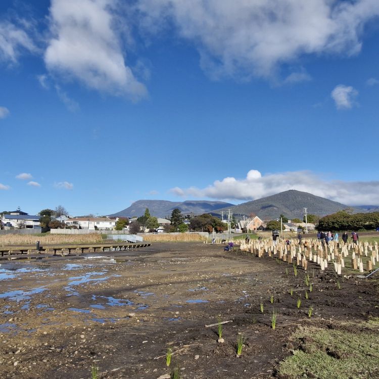 Buffer planting adjacent to the saltmarsh restoration area Photo: Derwent Estuary Program.