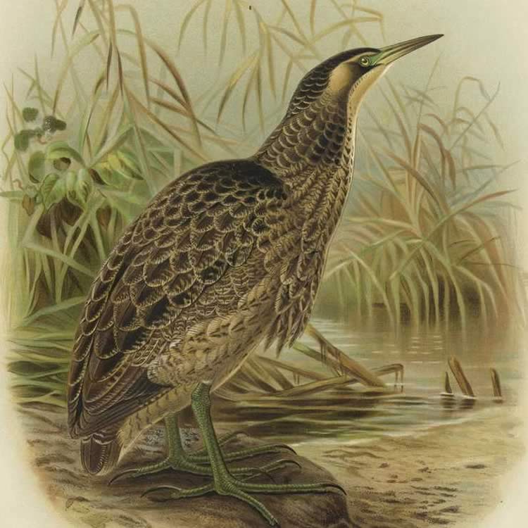 Australasian Bittern