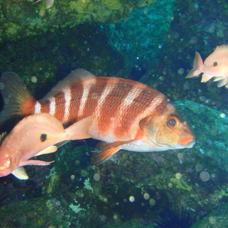 Banded morwong