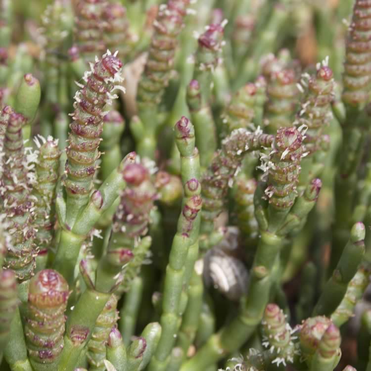 Beaded and thick-headed glasswort