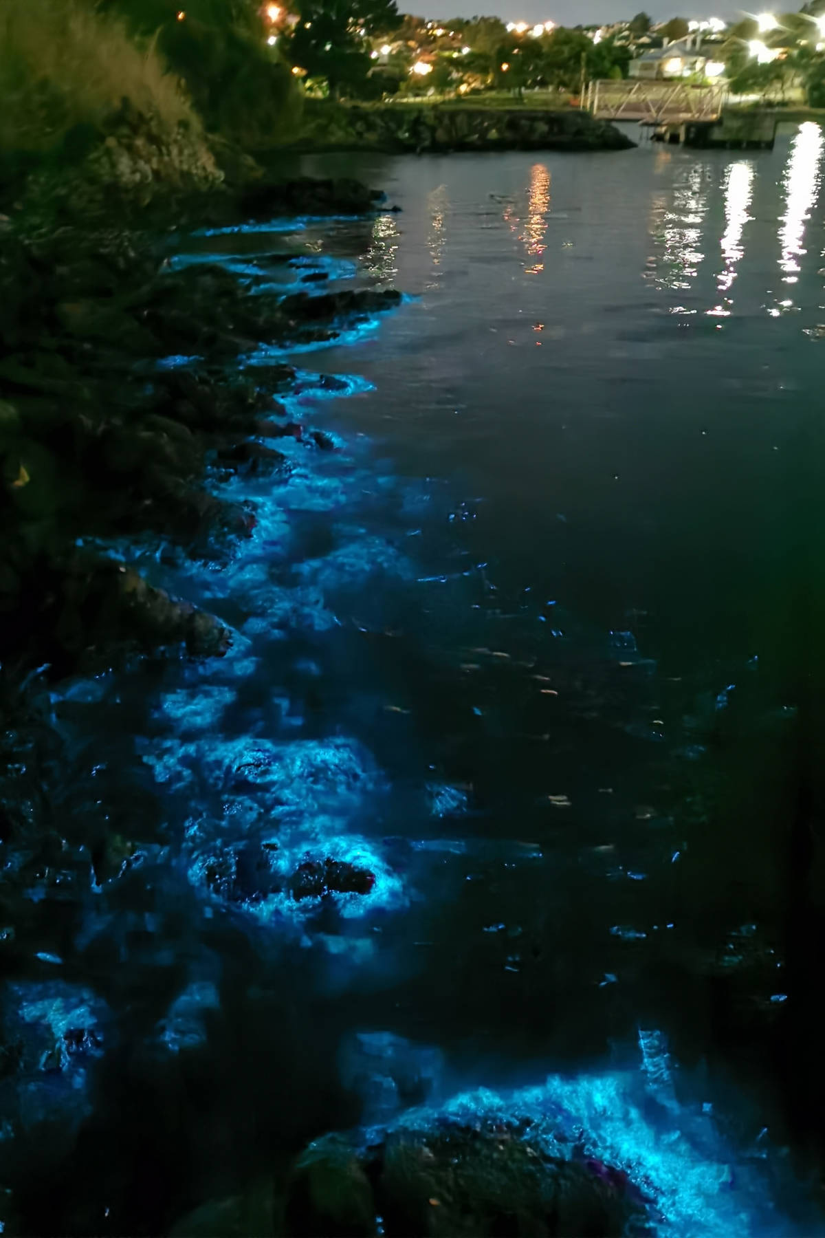 Bioluminescence in the River Derwent at Montagu Bay, April 2021. Photo: Jenny Kathy, Bioluminescence Tasmania.