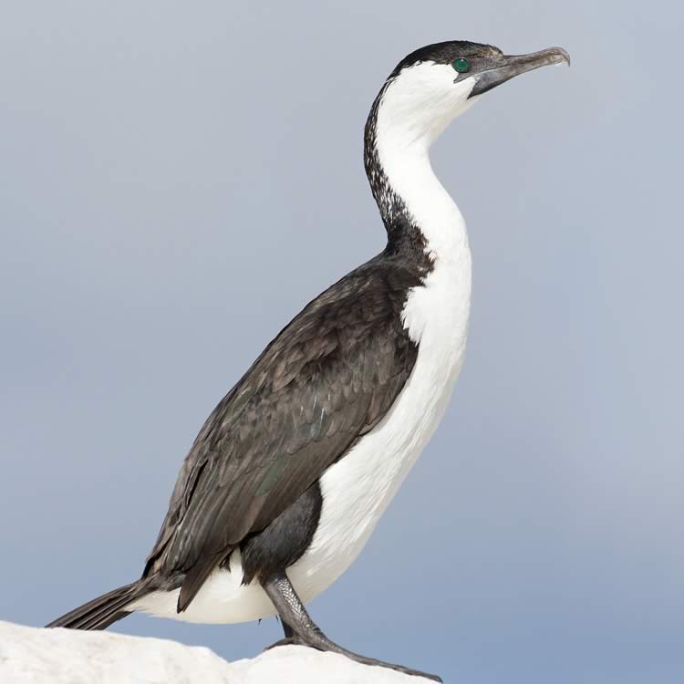 Black-faced cormorant