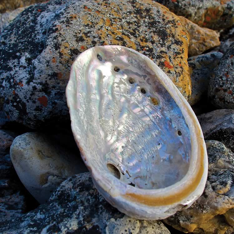 Black lipped abalone