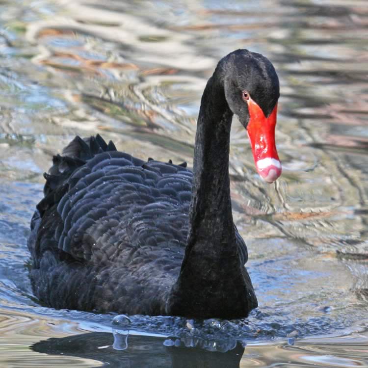 Black swan