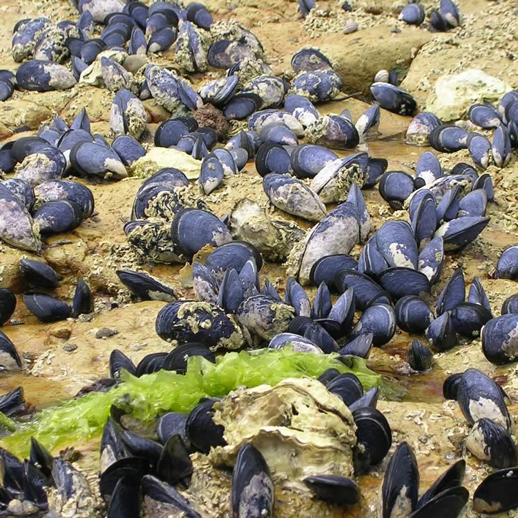 Blue mussel