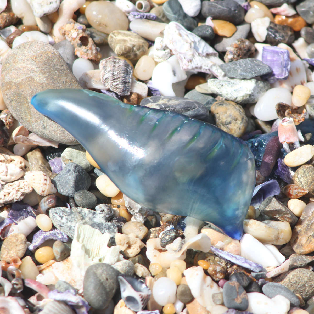 Bluebottle jellyfish amongst rocks and shells. Image: ImperatorMaxx.