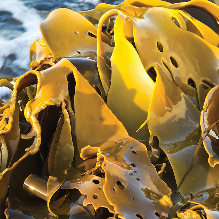 Bull kelp sits out of the water on a rock
