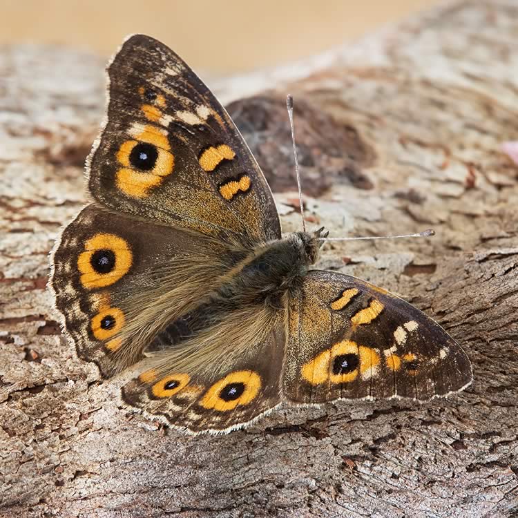 Meadow Argus butterfly (Junonia villida), Austins Ferry, Tasmania, Australia.