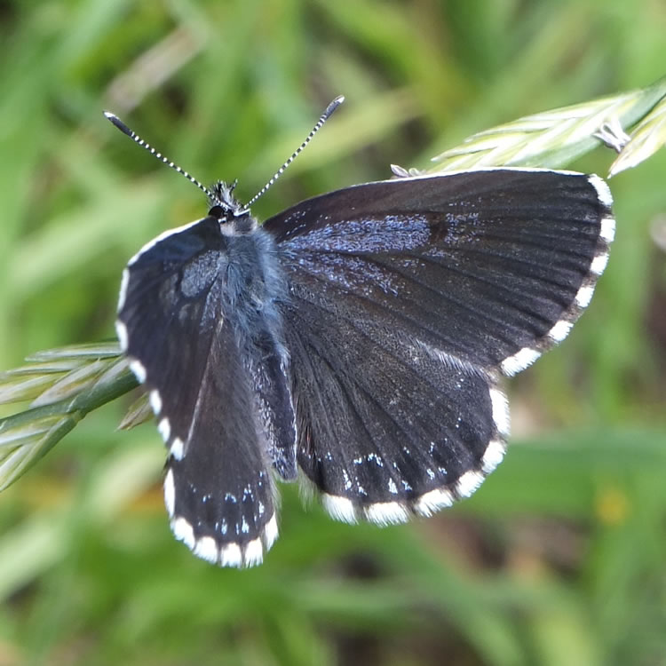Chequered blue butterfly