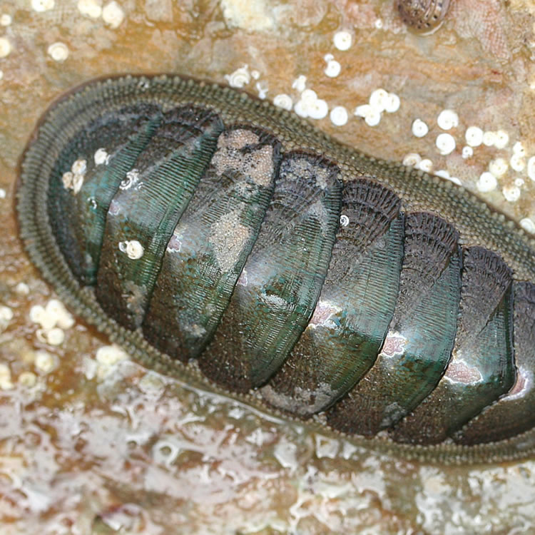 Chiton