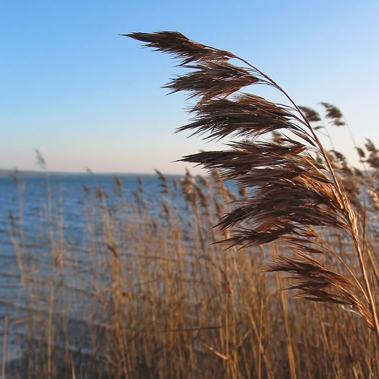 Common reed