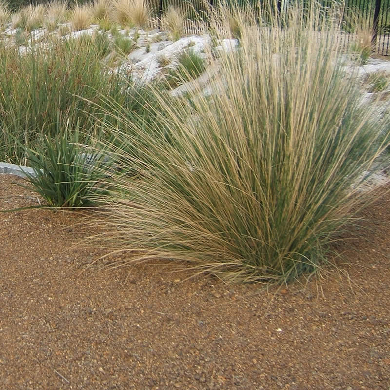 Bioretention cell, Cornelian Bay. Image: Derwent Estuary Program.