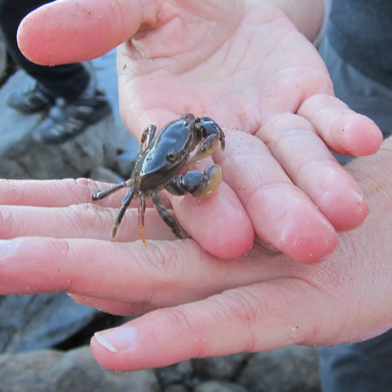 Crab, Hinsby Beach. Image: Parks and Wildlife Service.