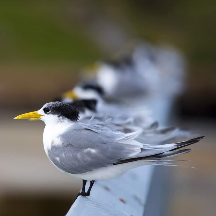 Crested tern