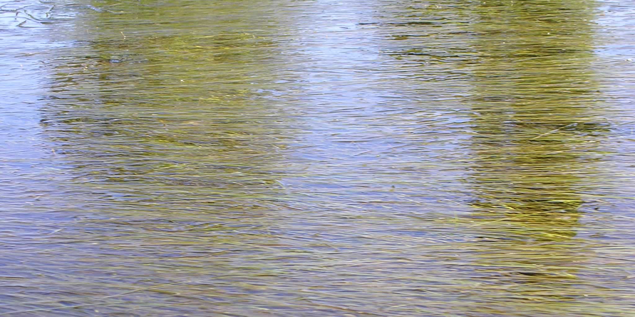 Tidal wetlands and macrophytes beds Derwent Estuary Program