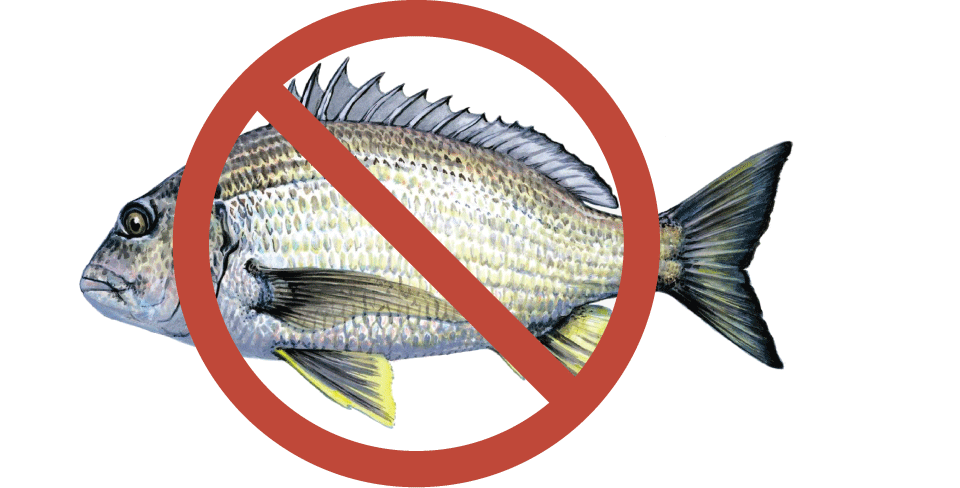 DO NOT eat any bream from the Derwent (including Browns River).
