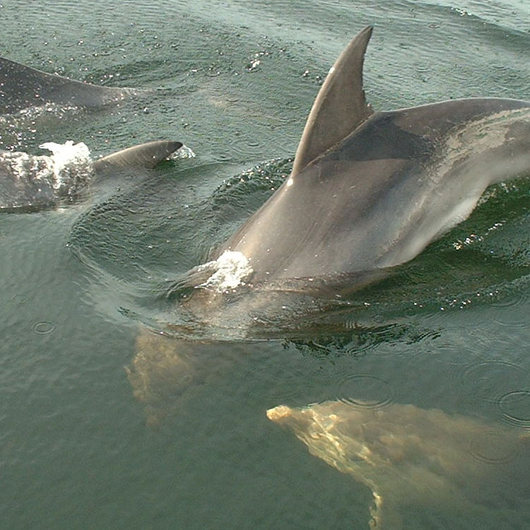 Dolphins swim in the water together (Image: Graeme Paine, DPIWE)