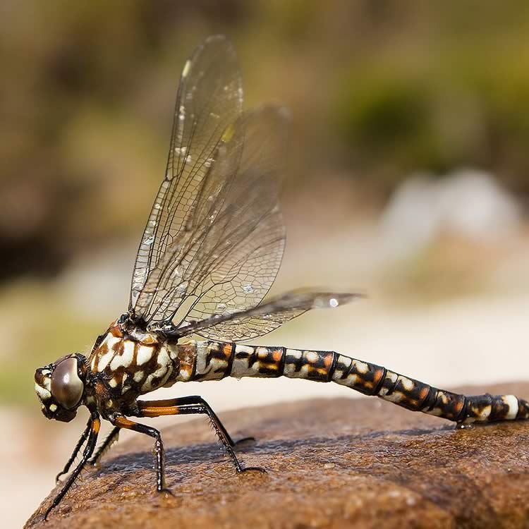 Tasmanian Darner (Austroaeschna tasmanica), female, on the Edge of Lake Will, Cradle Mountain - Lake St Clair National Park, Tasmania Australia.