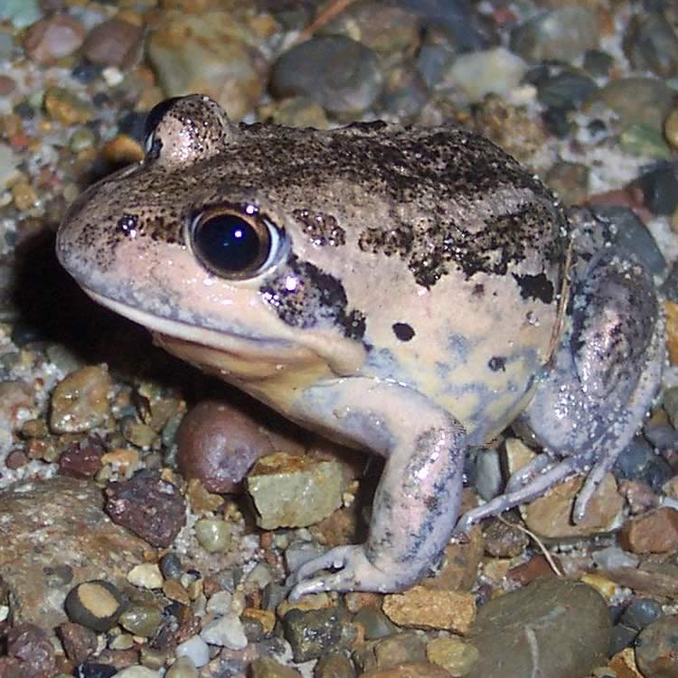 Eastern banjo frog