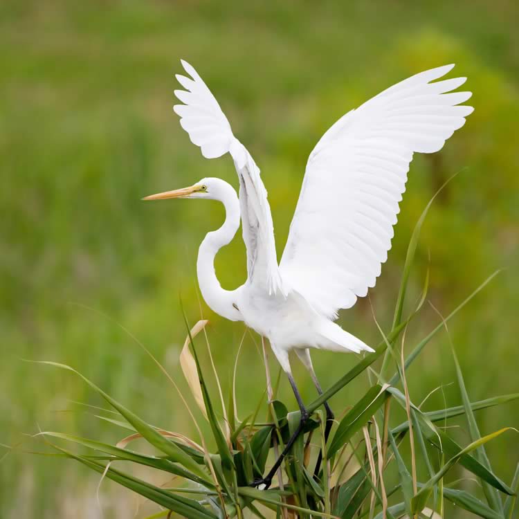 An Eastern Great Egret (Ardea alba modesta) spreading its wings, Goulds Lagoon, Austins Ferry, Tasmania, Australia.