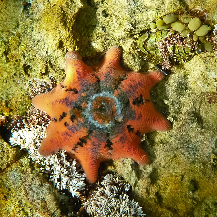 Eight-armed seastar