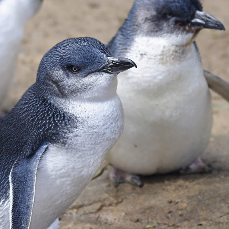 Australian fairy penguins. Image: iStock / jswax.