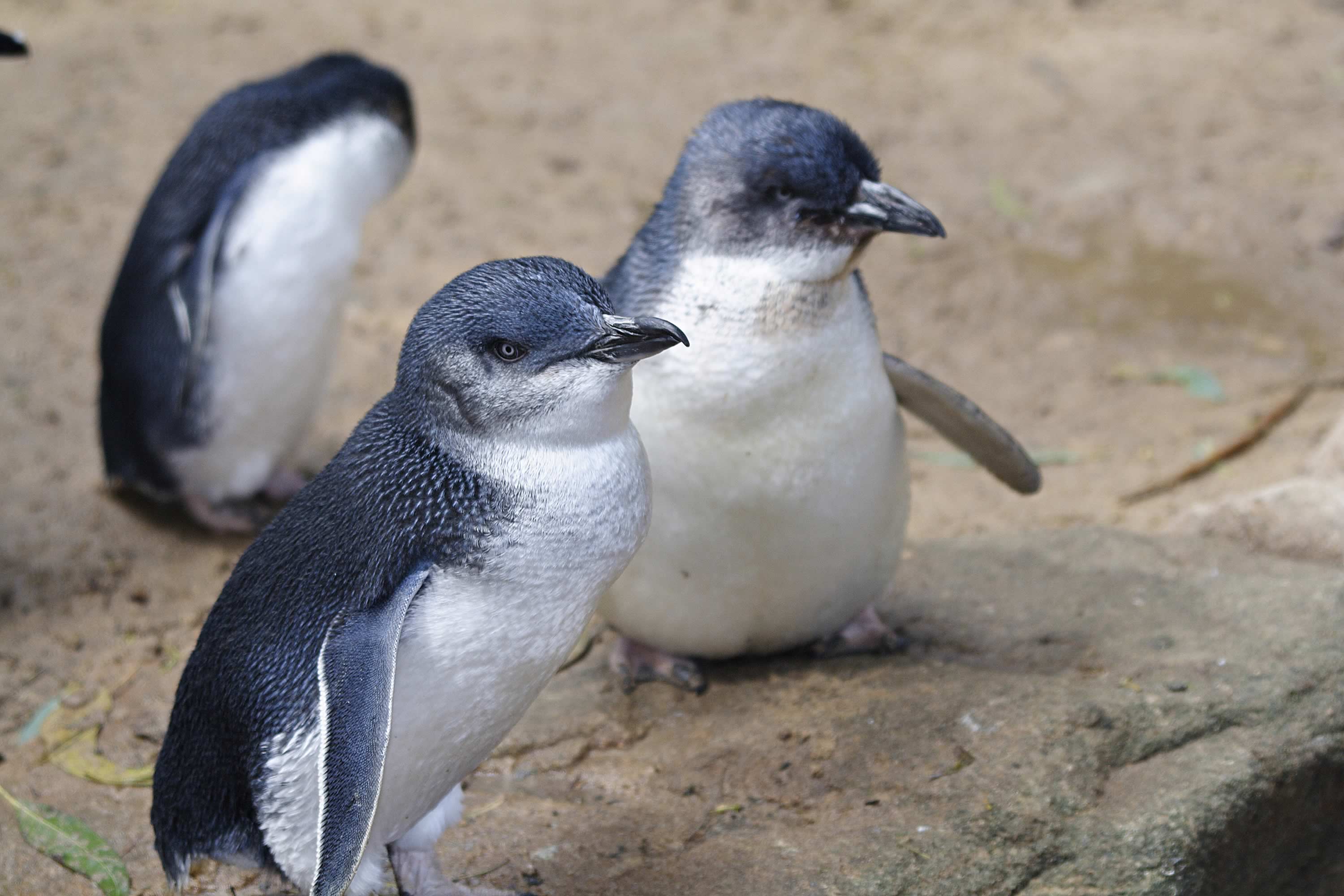  Australian fairy penguins. Photo: iStock / jswax.