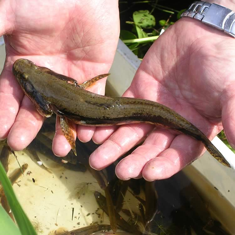 Freshwater flathead